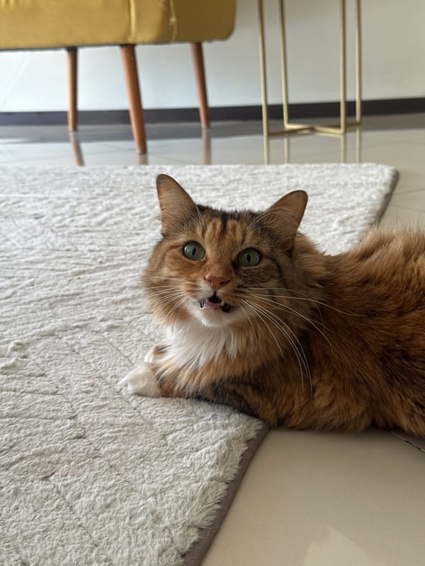 Tortoiseshell cat rests indoors in Tlaxcalancingo, Mexico