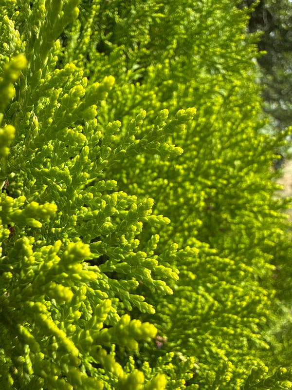 Garden macro shots and a tennis court glimpsed through olive branches
