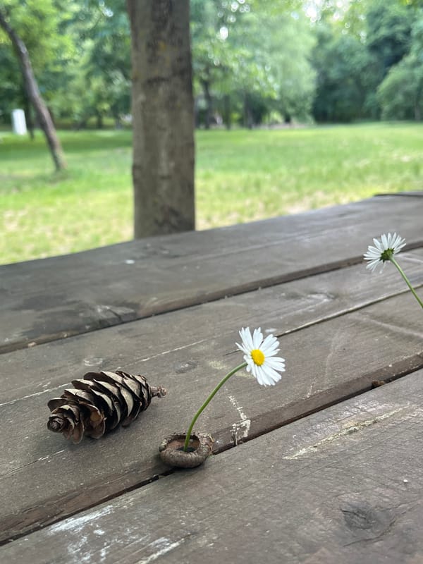 Daisies and pinecone arranged on wooden surface in Bulgaria