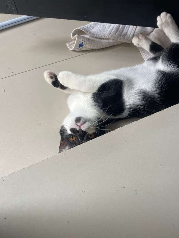 Morning pancake breakfast preparation observed with cats in Denpasar kitchen