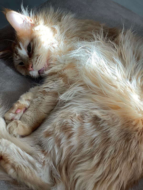 Ginger tabby soaks up sunlight on a lazy afternoon indoors