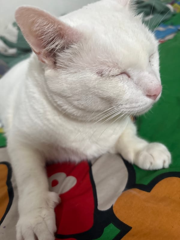 White cat rests peacefully on patterned bedding in Jakarta