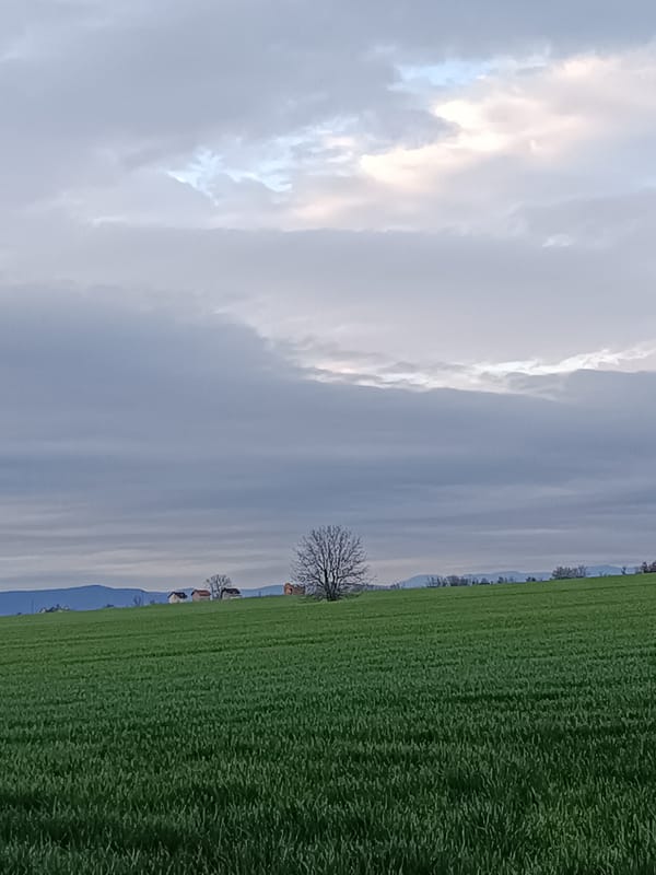 Rural landscape with green field and leafless tree captured