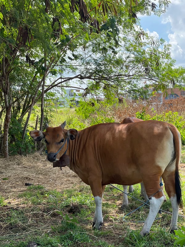 Cows, rice paddies, and cafes in North Kuta, Bali