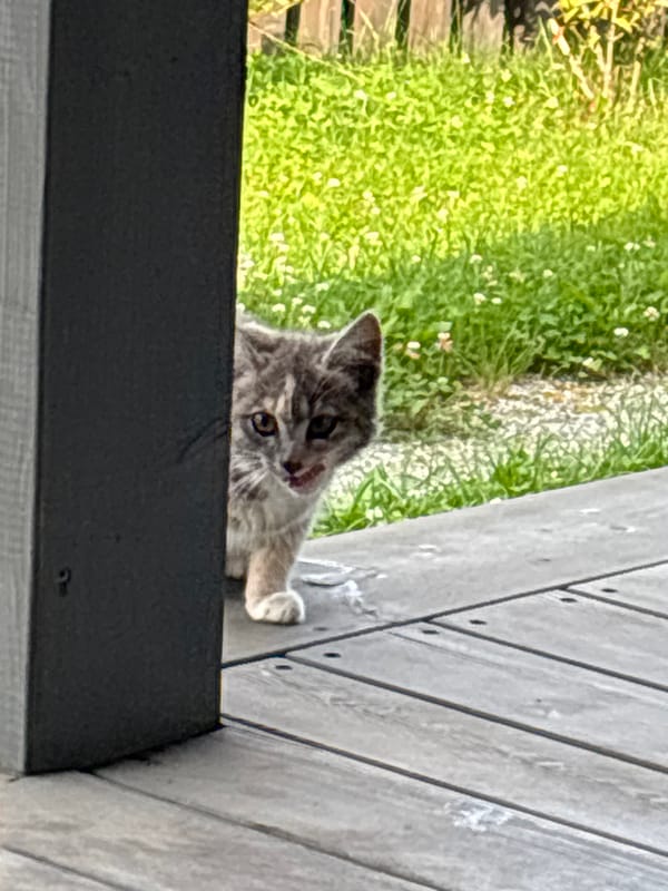 Cats fed raw meat and fish on a backyard deck in Zvenigorod