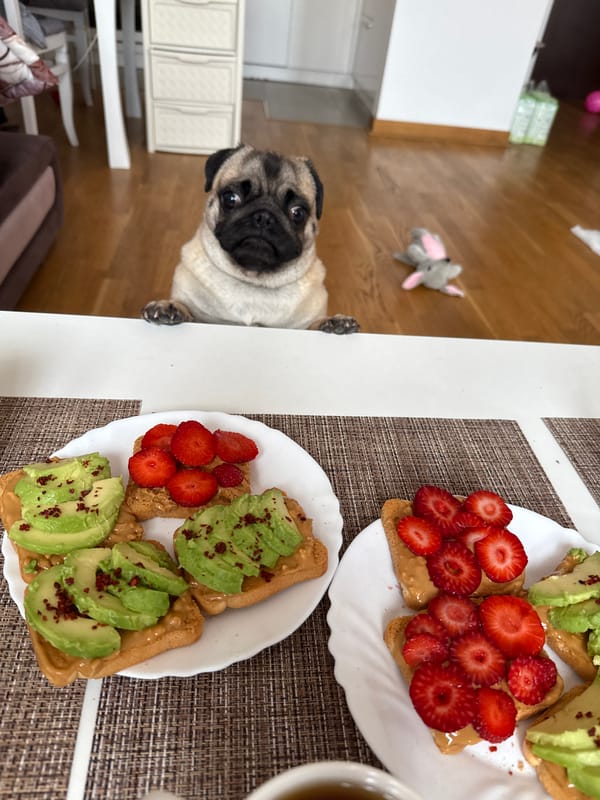 Pug eyes breakfast toast with fruit and avocado toppings