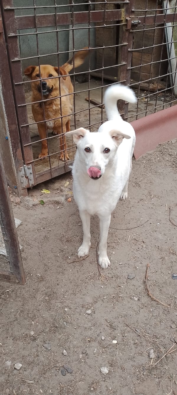 Dogs at a Belgorod shelter yard on a summer afternoon