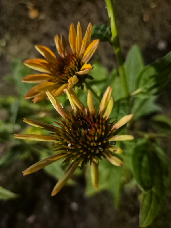 Evening snapshots from a Sofia home — garden, pets, and everyday objects