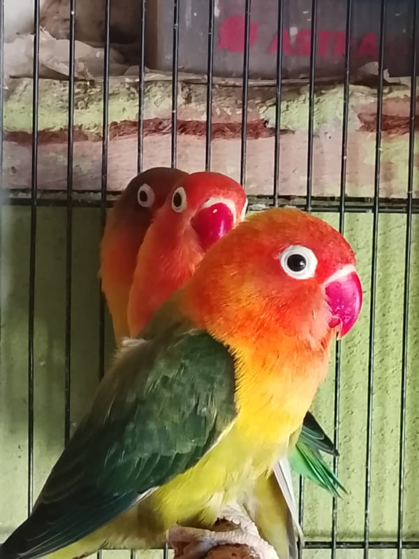 Caged birds of several species, Kuta Trieng