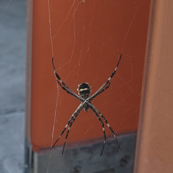 Orb-weaver spider spotted in web in Catamarca, Argentina