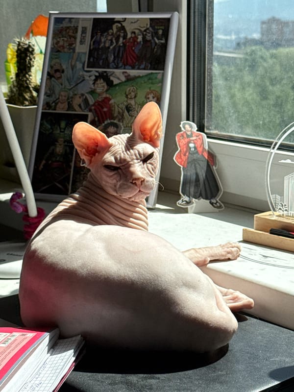 Sphynx cat soaks up sun on a Krasnoyarsk windowsill