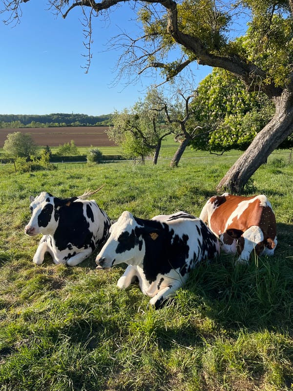 Cattle graze peacefully in Luxembourg pastures as aircraft passes overhead