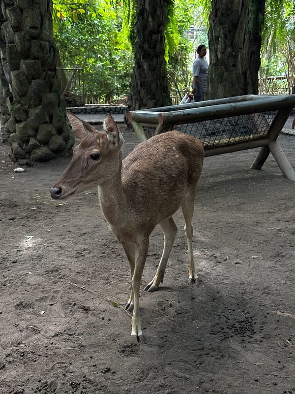 Families observe deer at Bali Zoo in early morning visit