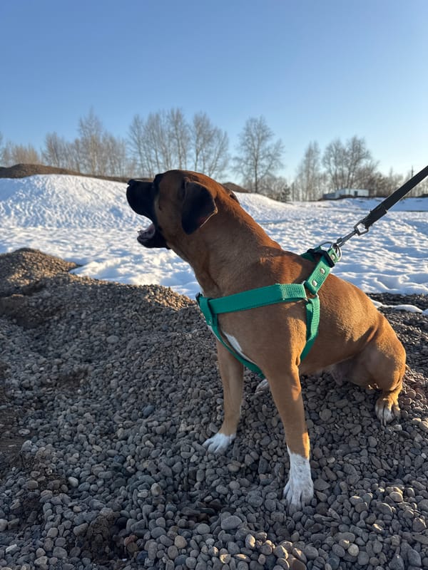 Winter dog walk along frozen Russian waterways documented