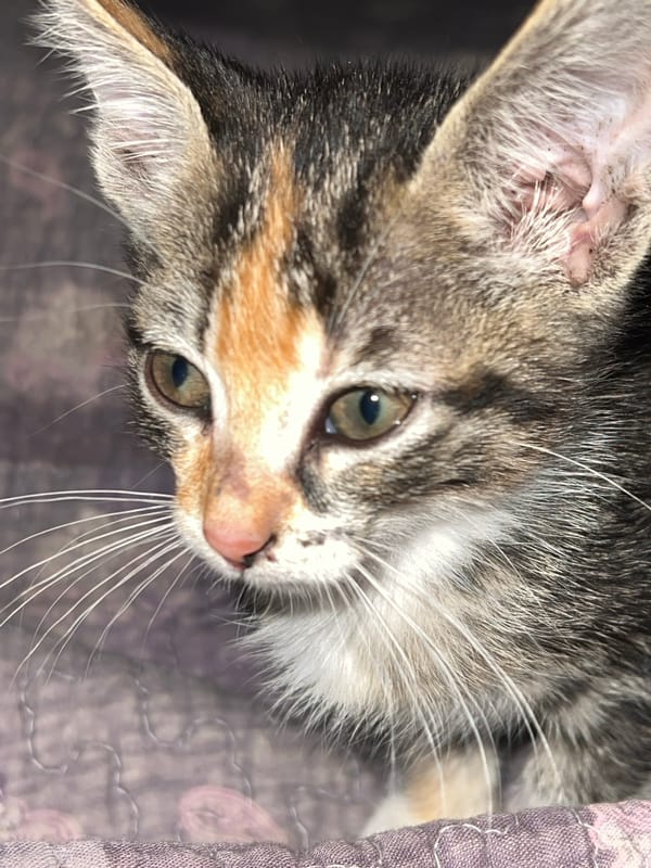 Multicolored kitten photographed on purple quilt in Arica, Chile