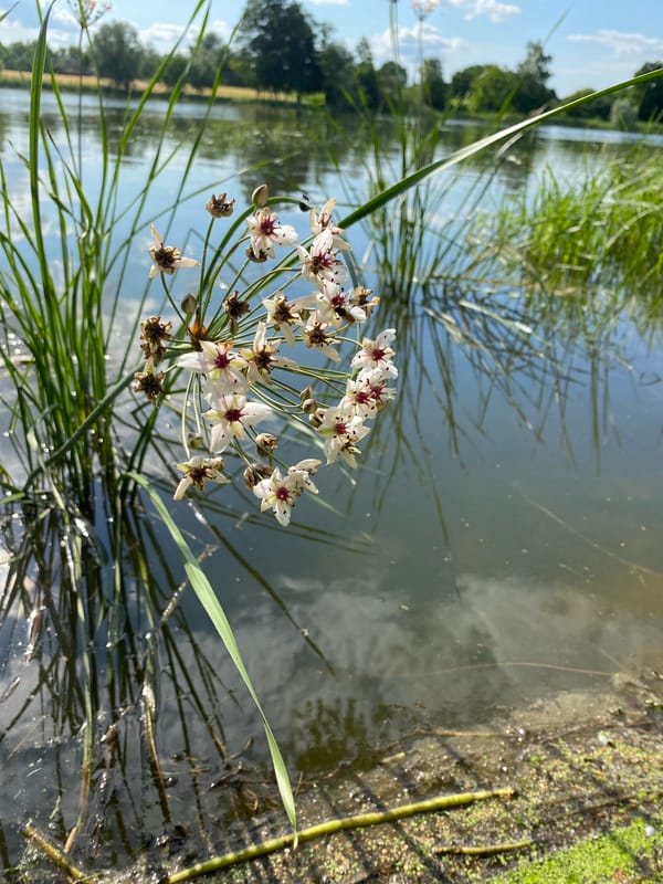 White flowers with dark red centers bloom at a Ukrainian waterside