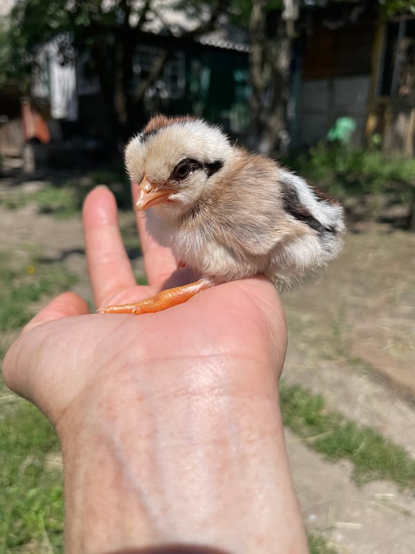 Morning farm life documented with animals, flowers, fresh produce