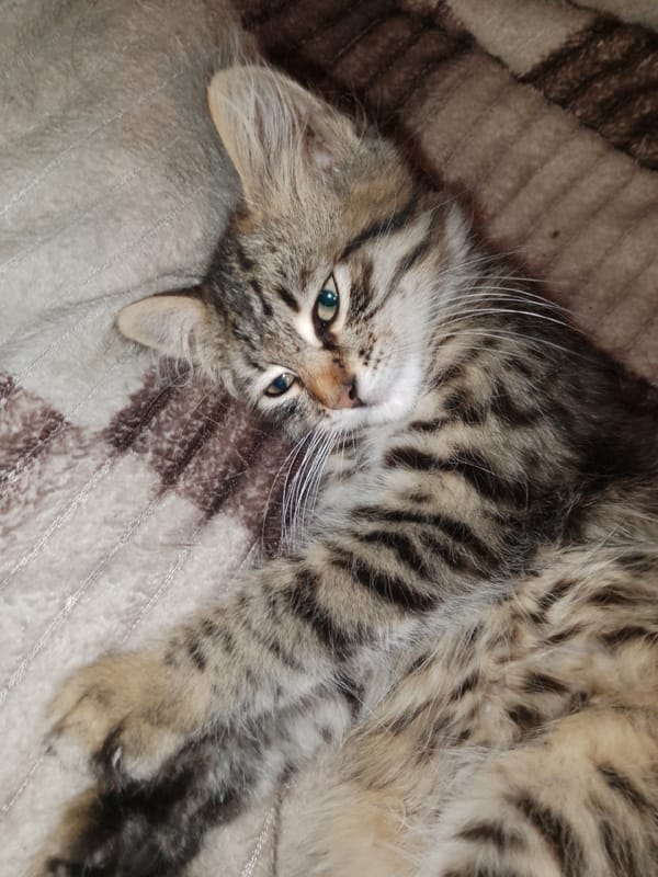 Tabby kitten napping, sitting, and exploring windowsills