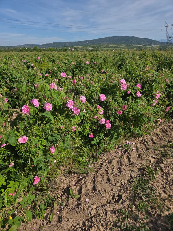 Pink rose fields bloom in Bulgarian agricultural region