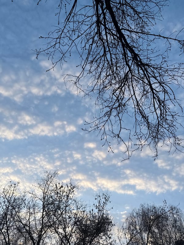 Winter sky view captured through bare branches in Dmitrov