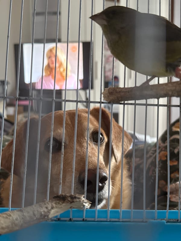 Pet owner shares moment with rodent, bird, dog in Zagreb