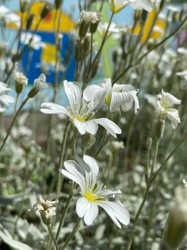 Morning Garden Documentation: Flowers and Foliage Captured in Detail