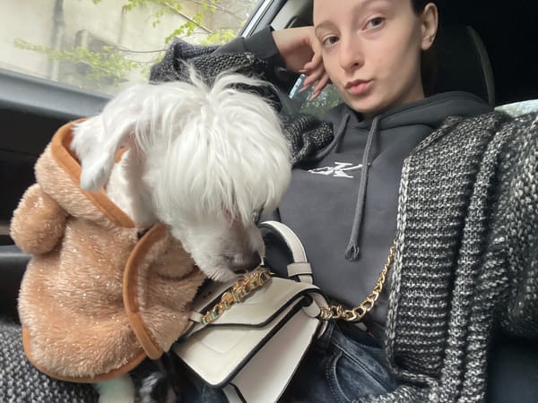 Person and dressed dog spotted together in car in Varna