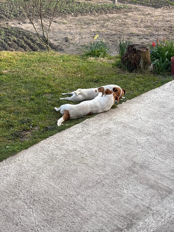 Two Jack Russell Terriers spotted in Priseltsi yard