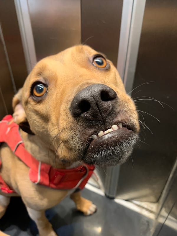 Tel-Aviv resident captures dog portrait and courtyard view
