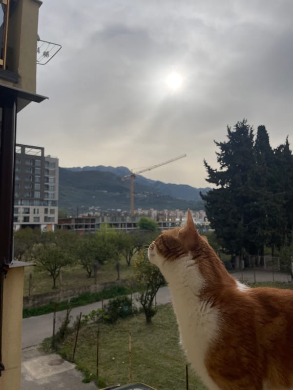 Cat observed on balcony overlooking Bar, Montenegro cityscape