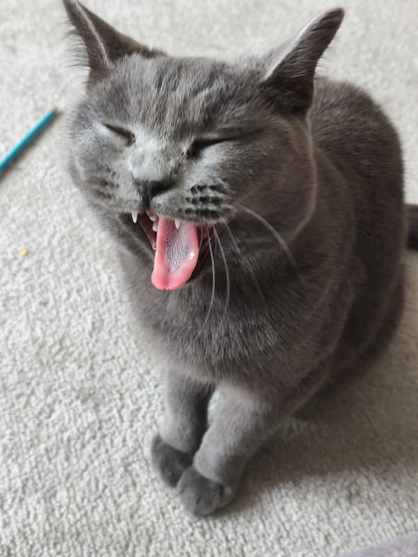 Gray cat yawning, then alert indoors Thursday morning