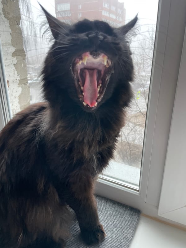 Black cat photographed multiple times in Chaikovsky, Russia morning