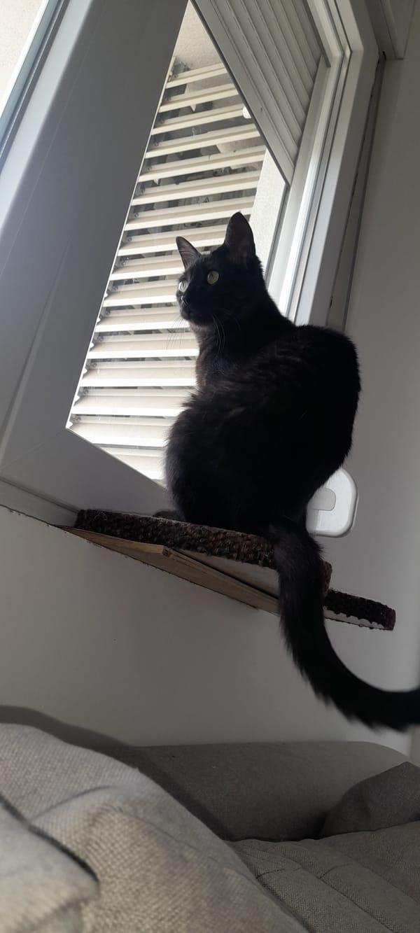 Black cat observed in Podgorica home during morning hours