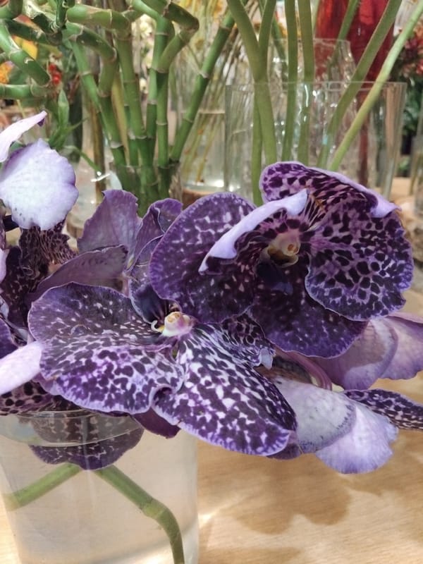 Inside a Portuguese flower shop, full inventory on display