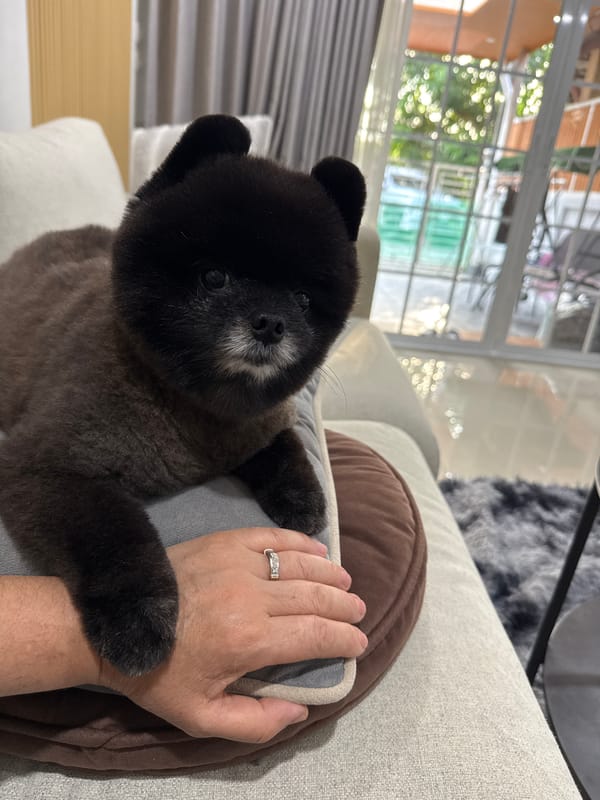 Pomeranian relaxes around a Kathu living room