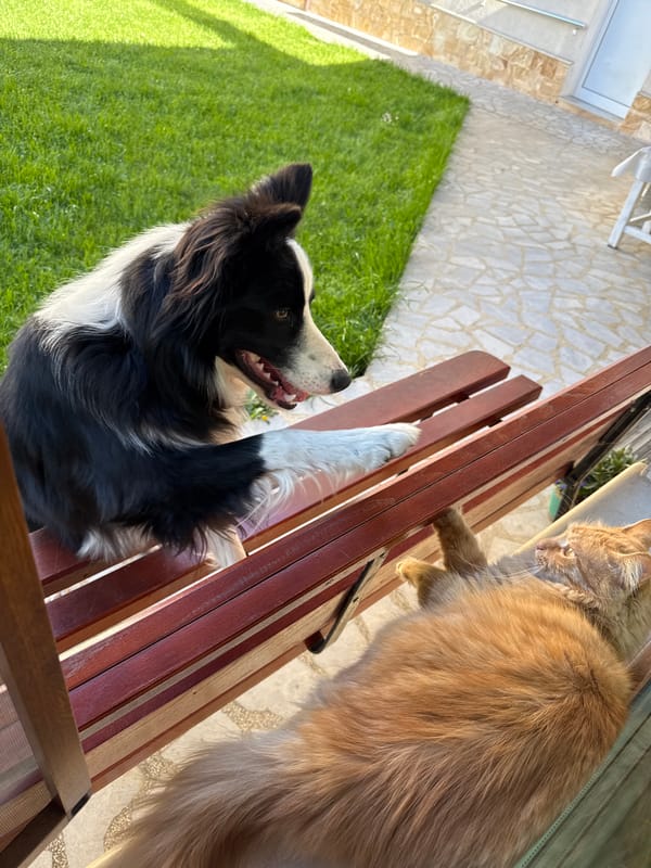 Cat and dog spotted around Berkovitsa neighborhood