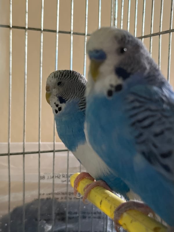 Caged budgerigars observed in Shumen under overcast skies