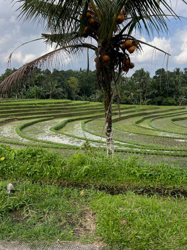 Lush terraced rice paddies in Selemadeg Barat, Bali