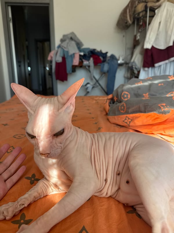 Sphynx Cat Photographed at Home in Krasnoyarsk Apartment