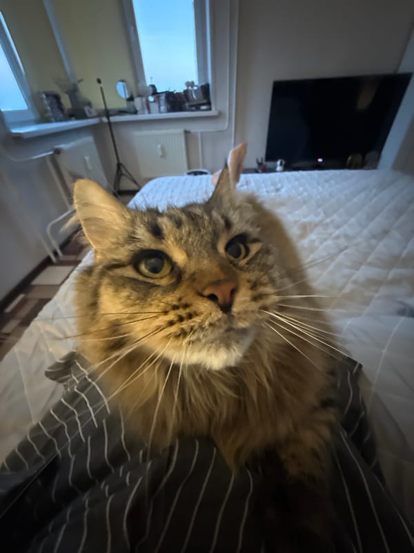 Cats resting indoors captured by witnesses in Izhevsk