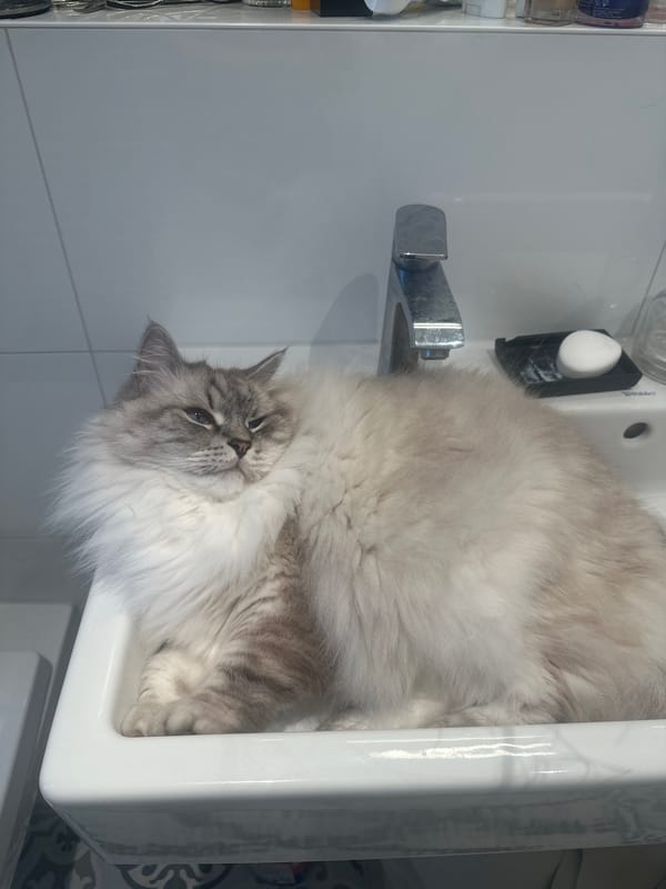 Cat found napping in bathroom sink in Berlin