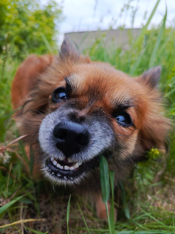 Early morning dog walk documented in Chaikovsky, Russia