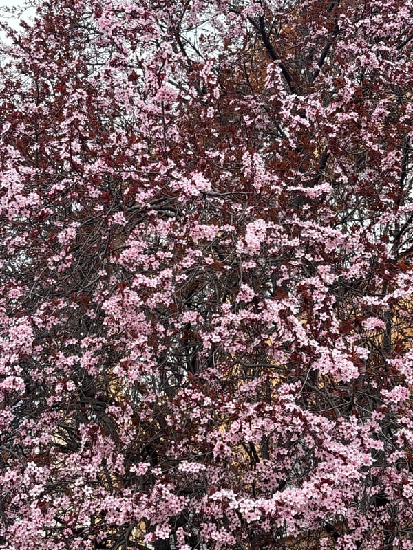 Spring blossoms documented on Shumen street amid urban scenery
