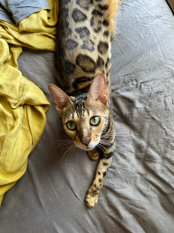 Bengal cat spotted resting on bed in Mũi Né