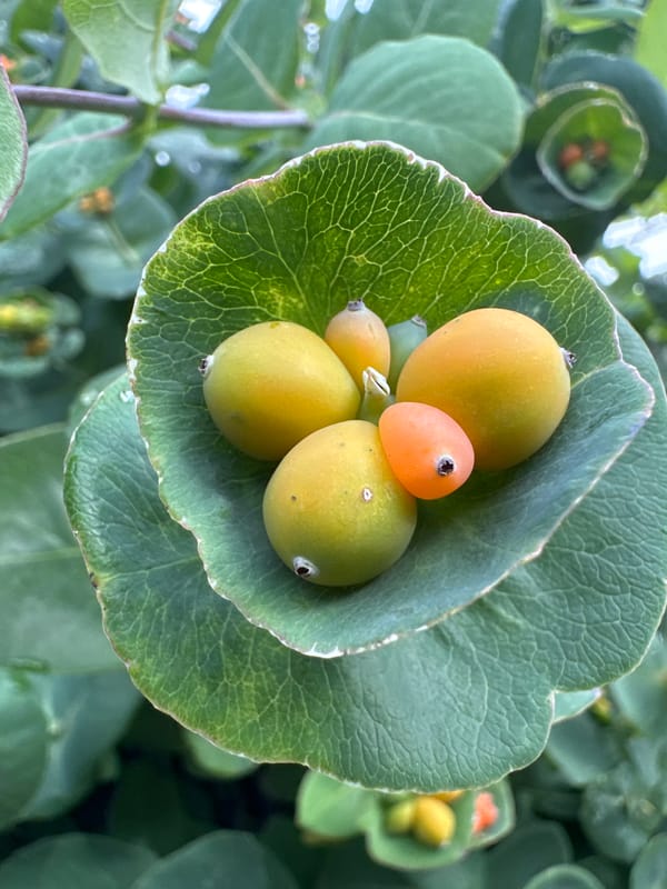 Close-up garden survey in Orsk after summer rain