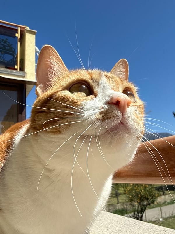 Peacock spotted wandering stone courtyard in Bar, Montenegro
