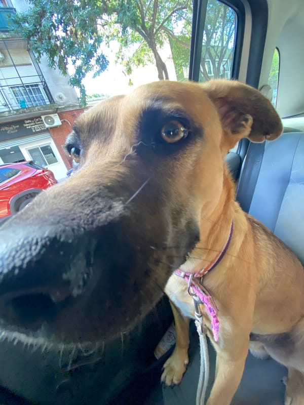 German Shepherd spotted resting in vehicle in Buenos Aires