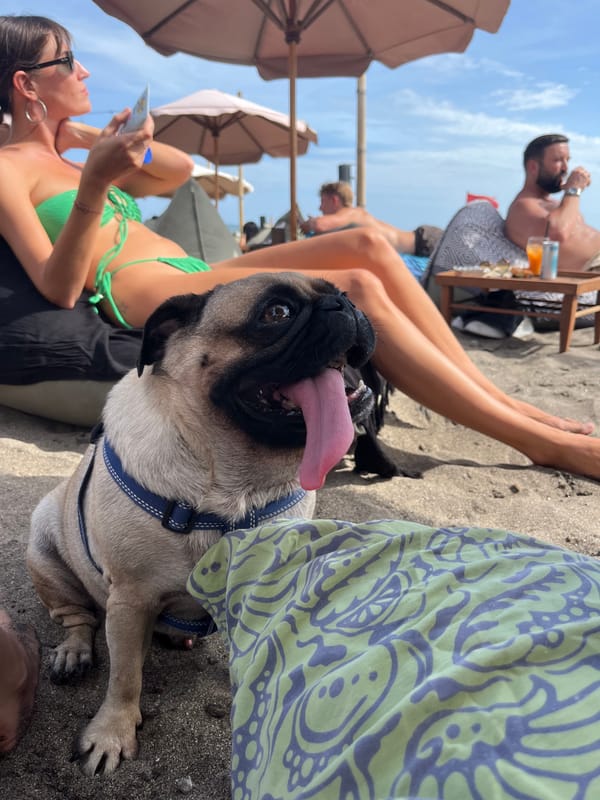 Woman and pug enjoy morning beach day in Bali