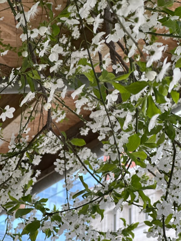 Spring blooms frame urban construction scene in Sofia