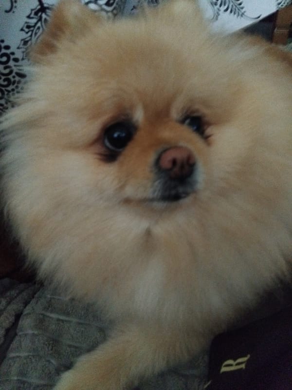 Pomeranian dog photographed resting indoors in Apriltsi, Bulgaria